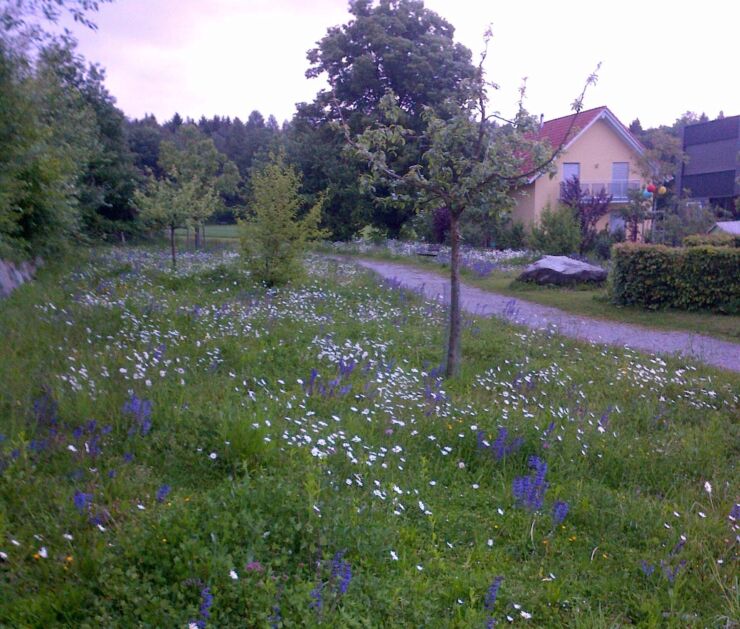 Quartier résidentiel en bordure de forêt à Bienne avec une prairie de fleurs des champs.