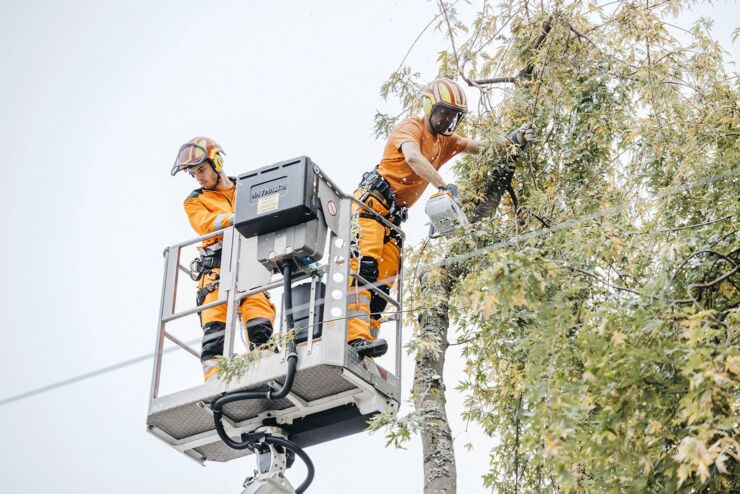 Deux employés de la Voirie sont dans une nacelle et coupe un arbre.
