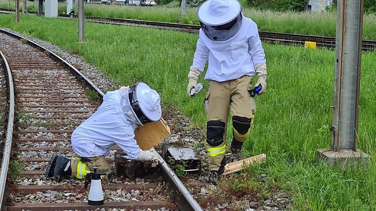Berufsfeuerwehr Biel Bienen umsiedeln