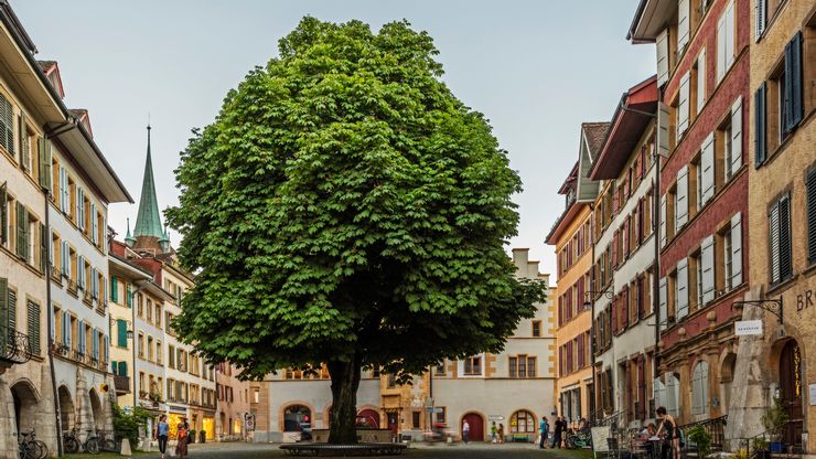 Vue sur le majestueux arbre au centre de la rue Haute en Vieille Ville de Bienne